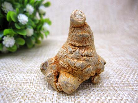 種植三七的地方