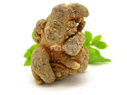 三七容易種植嗎