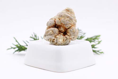 三七好種植嗎