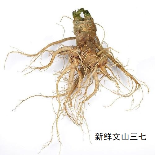 挖新鮮三七時間