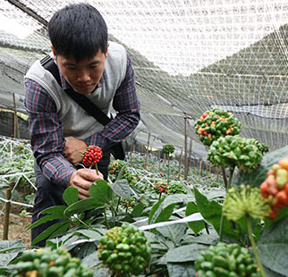 福萬(wàn)家種植員工